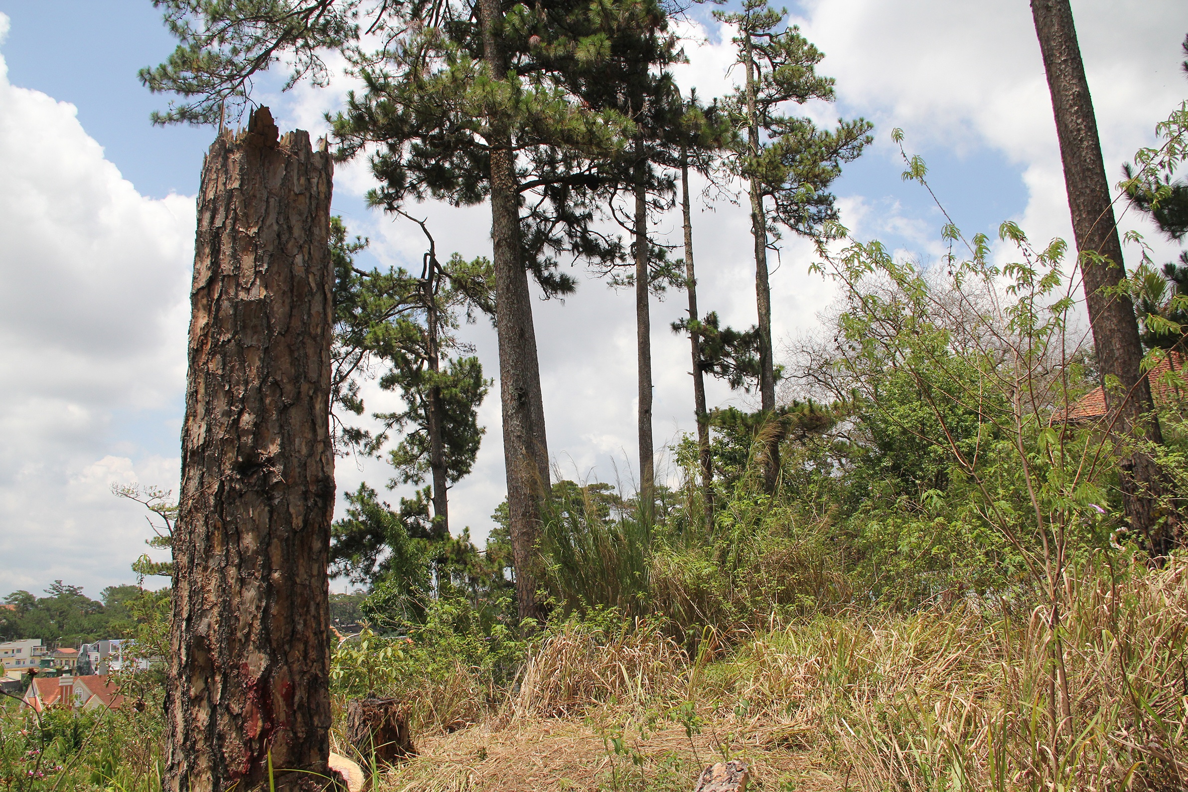 Thong co thu bi chat anh 10