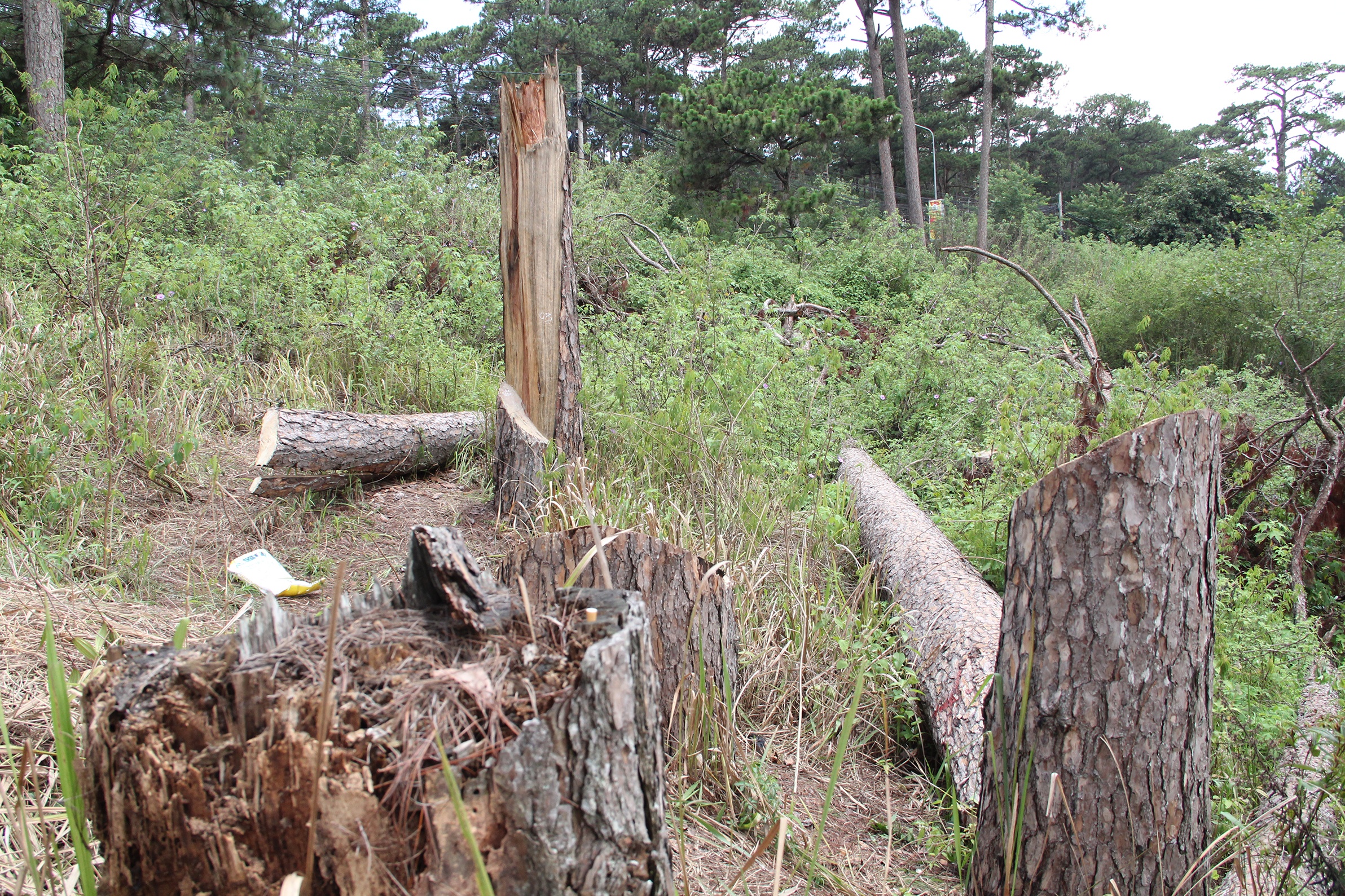 Thong co thu bi chat anh 1