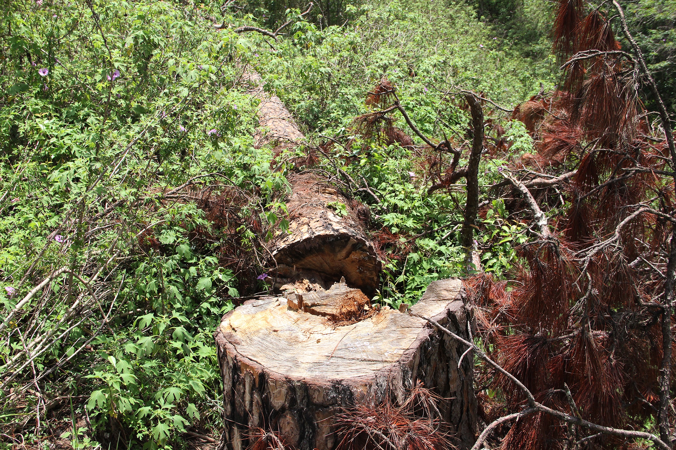 Thong co thu bi chat anh 2