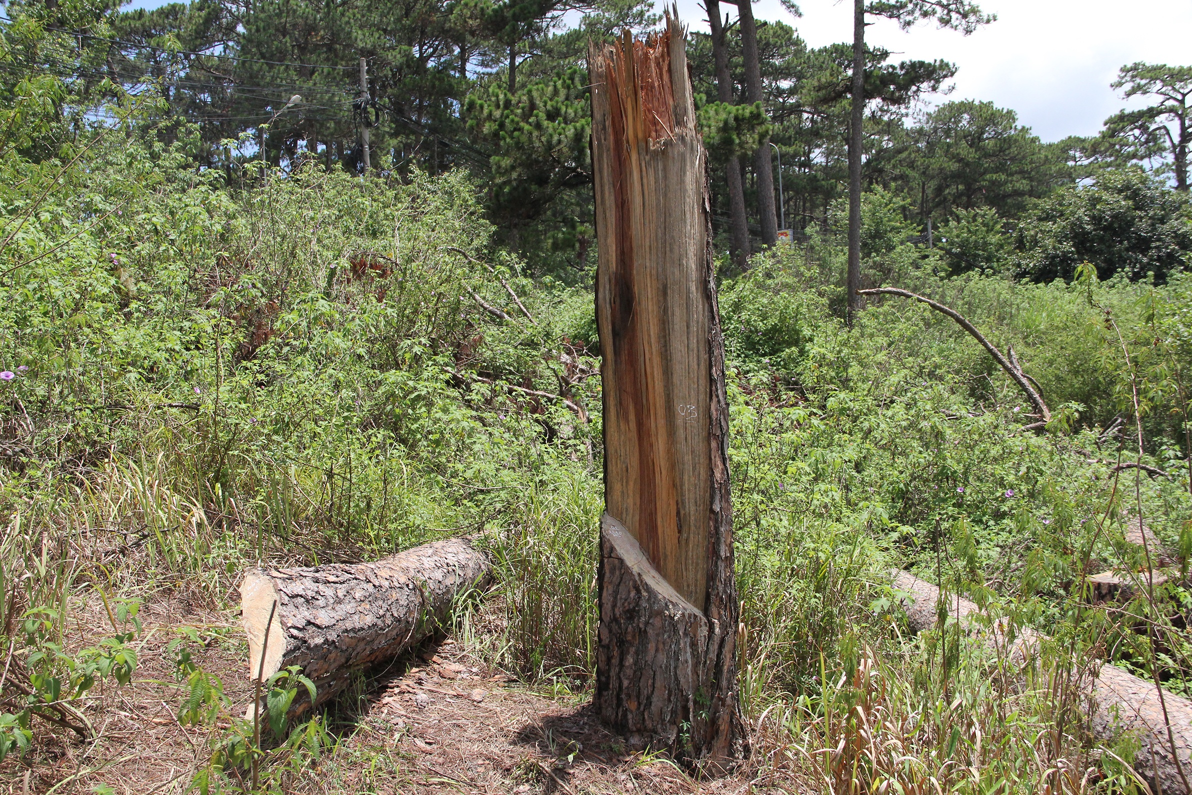 Thong co thu bi chat anh 4