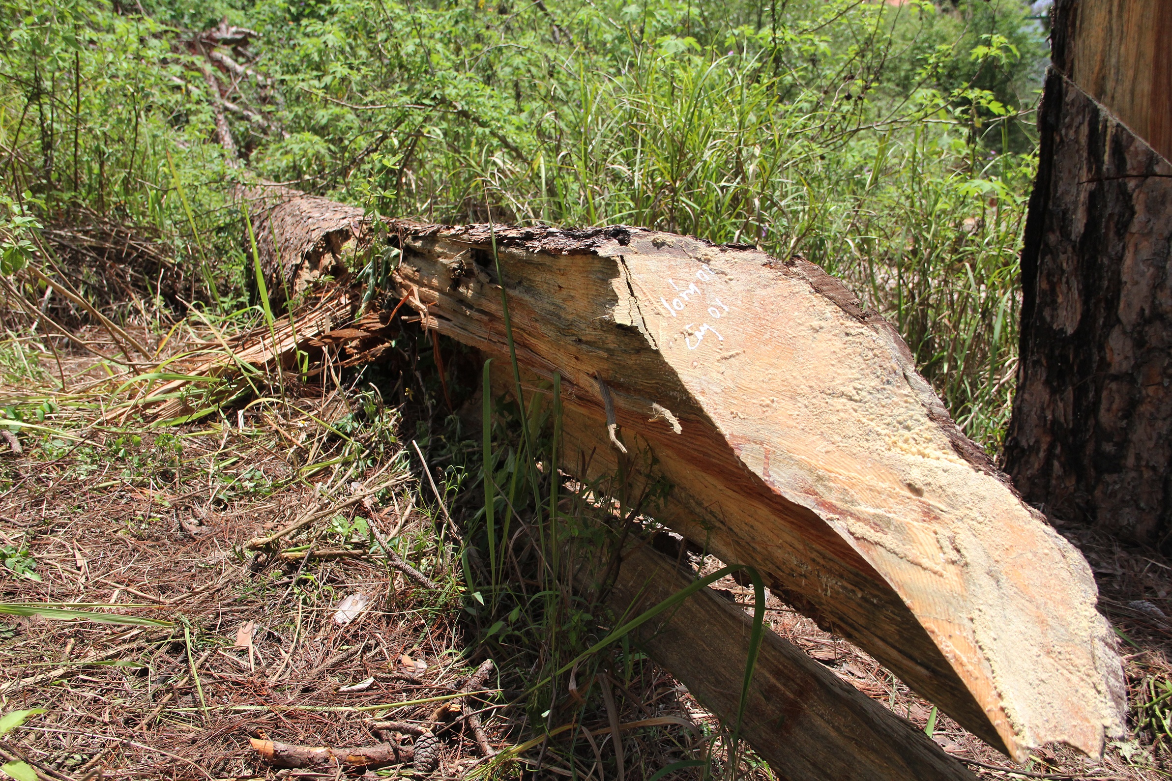 Thong co thu bi chat anh 5