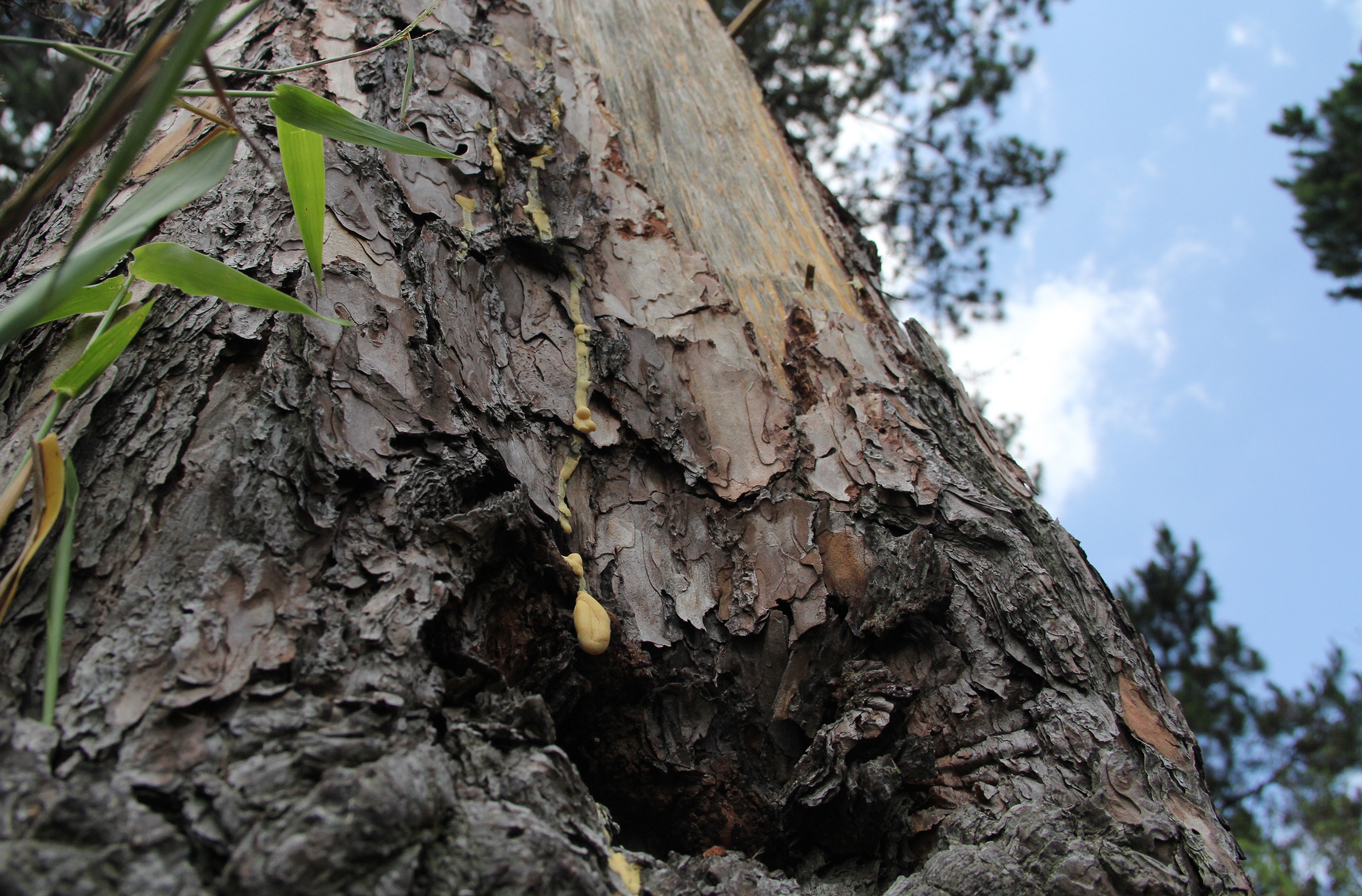 Thong co thu bi chat anh 6