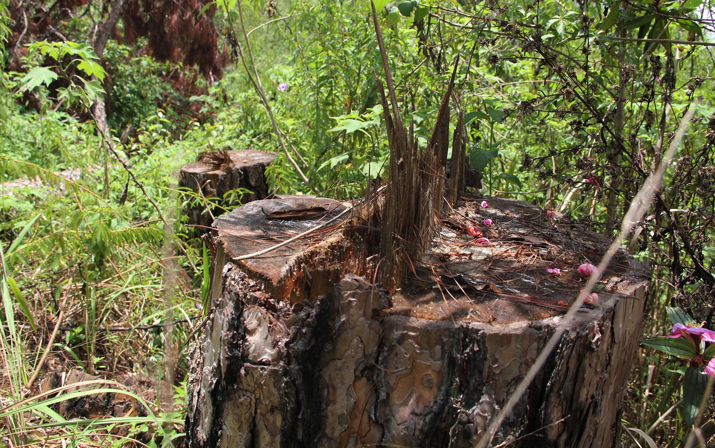 Thong co thu bi chat anh 7