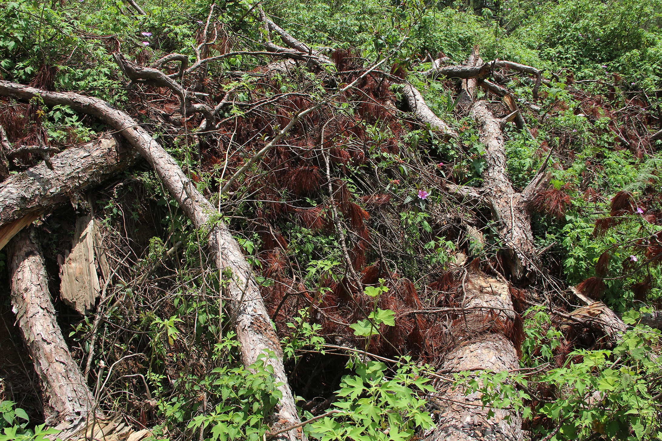 Thong co thu bi chat anh 8