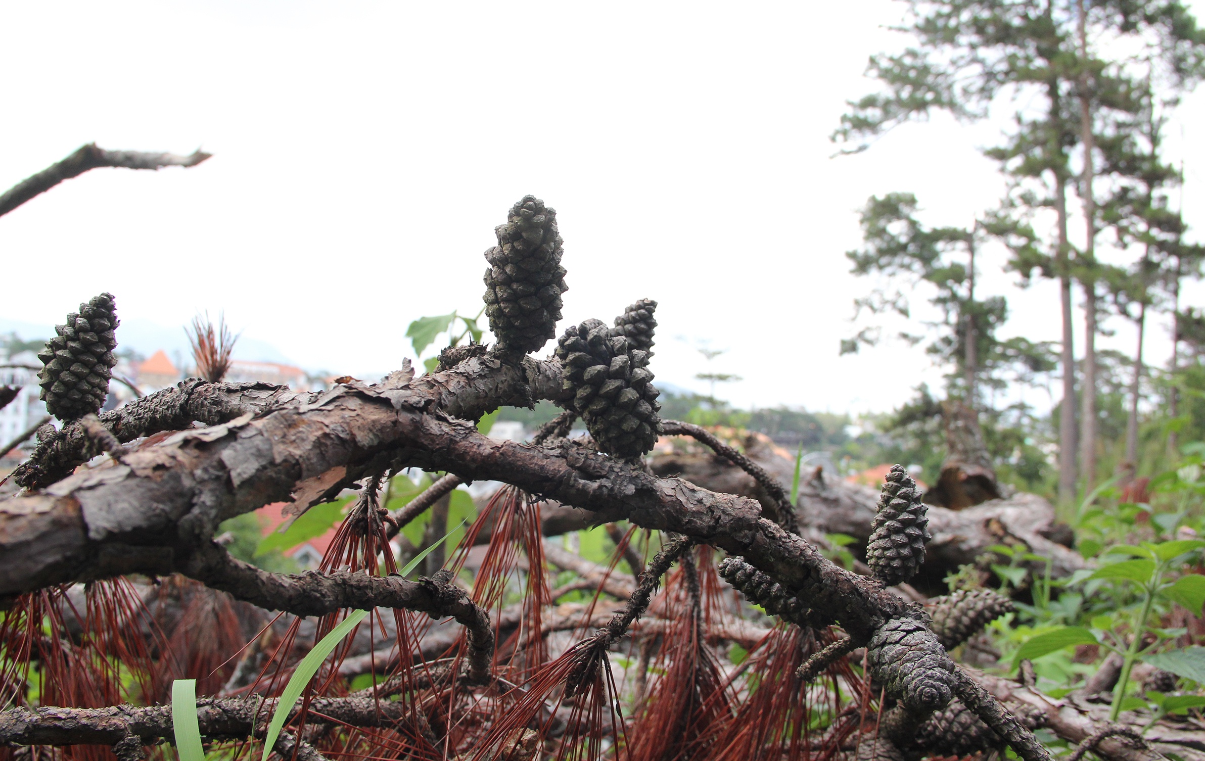 Thong co thu bi chat anh 9