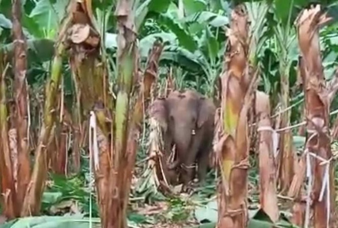 Phat hien nhieu dau chan voi rung o Chu Prong hinh anh