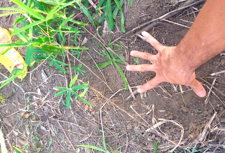 Voi rung pha hoai hoa mau anh 1