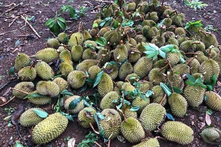 Mua da khien hang tram tan sau rieng bi rung hinh anh