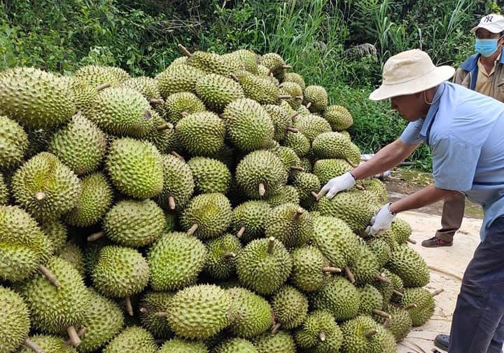 Sau rieng rot gia ky luc anh 1