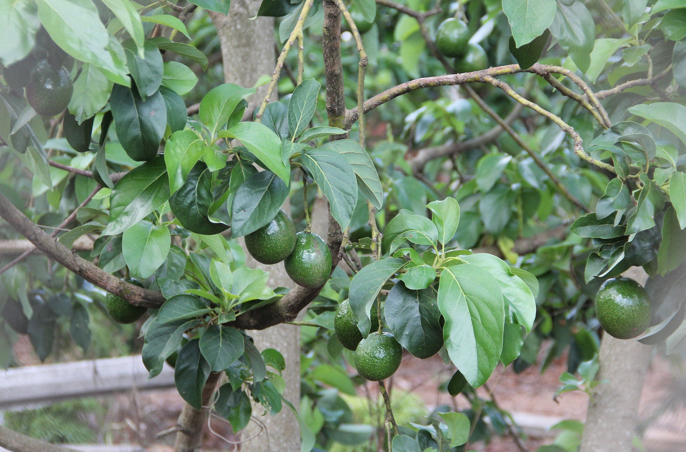 Dak Lak un u nong san anh 2