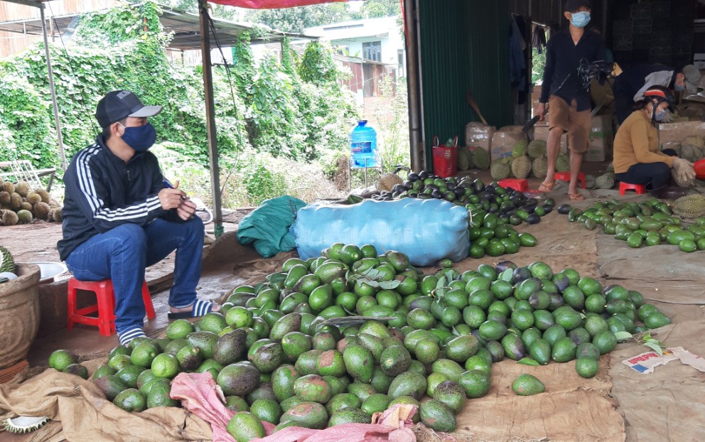 Gia bo lao doc, Dak Lak ton hang chuc nghin tan hinh anh