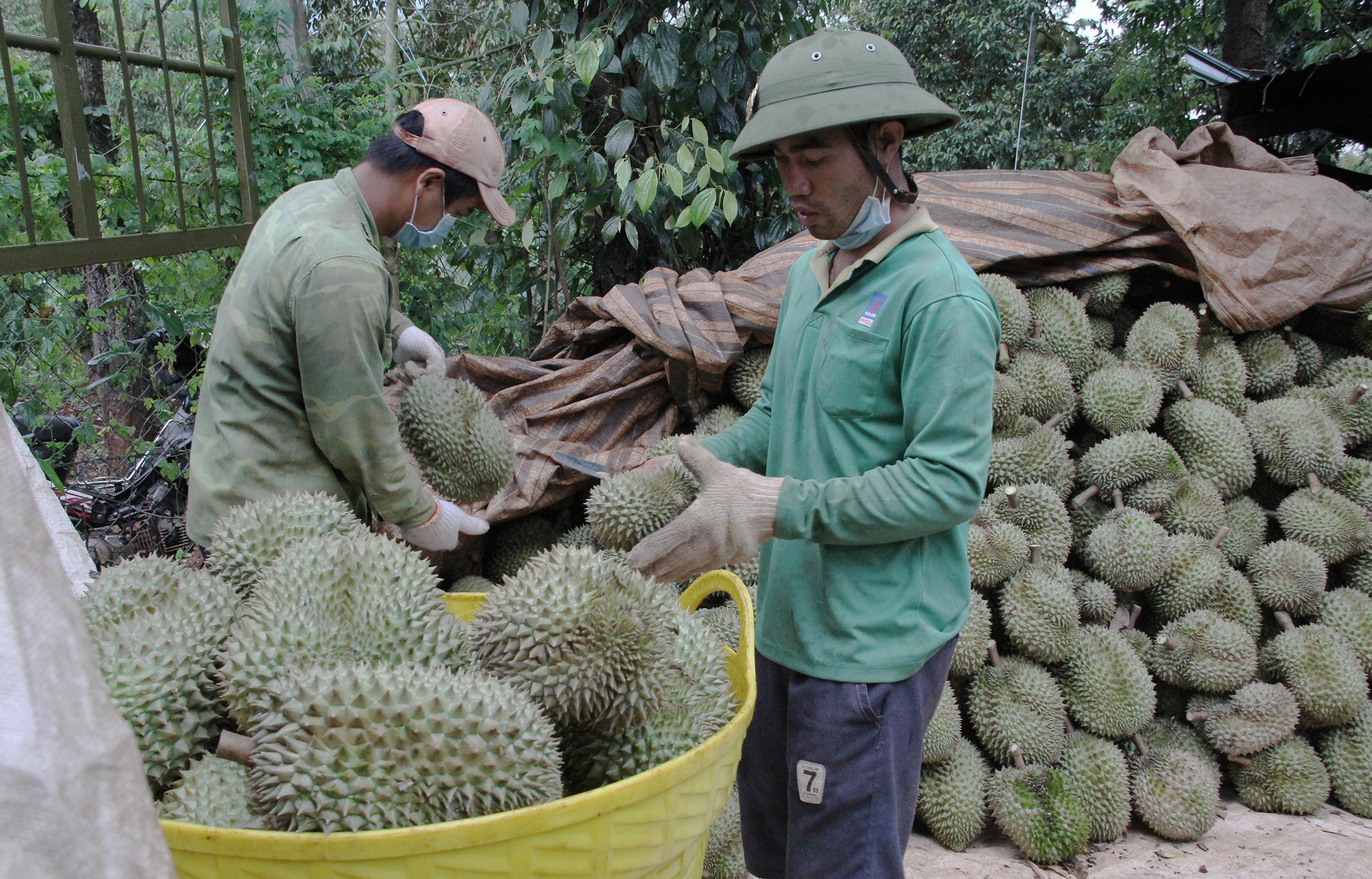 Tay Nguyen ton dong ca tram nghin tan sau rieng hinh anh