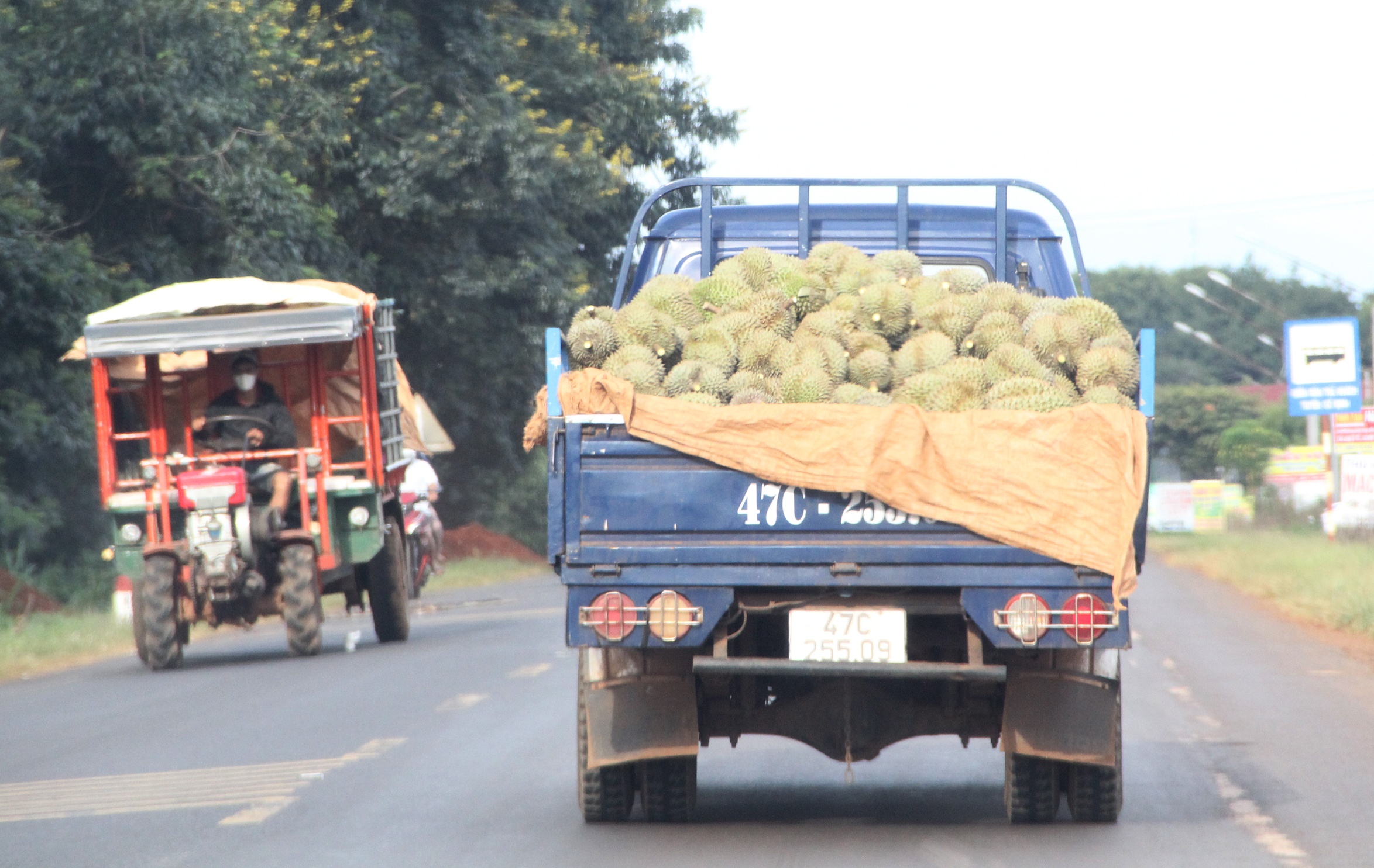 Sau rieng rot gia anh 2