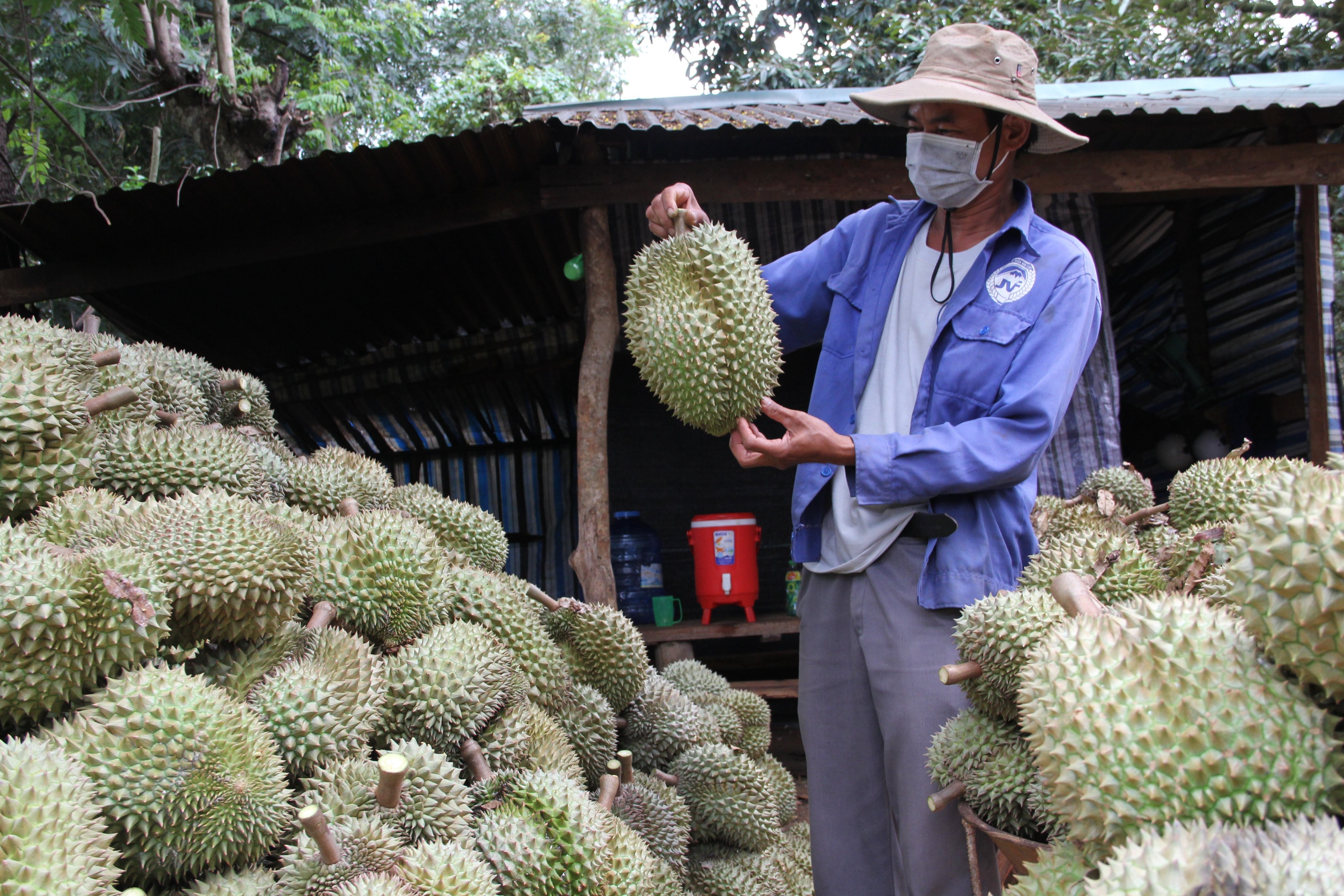 Sau rieng Dak Lak se duoc ho tro tieu thu trong nuoc hinh anh