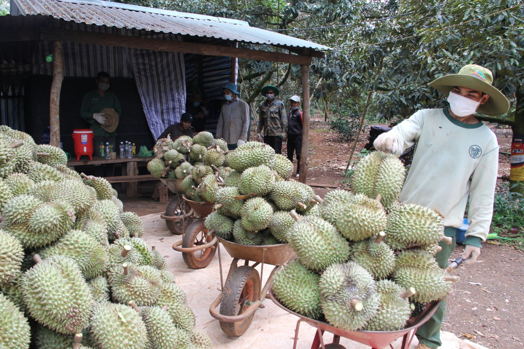 Dak Lak keu goi tieu thu hon 80.000 tan sau rieng, bo hinh anh