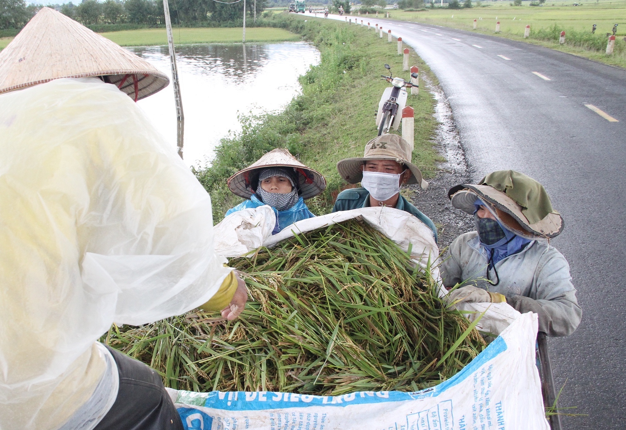 Nguoi dan gat lua non anh 7