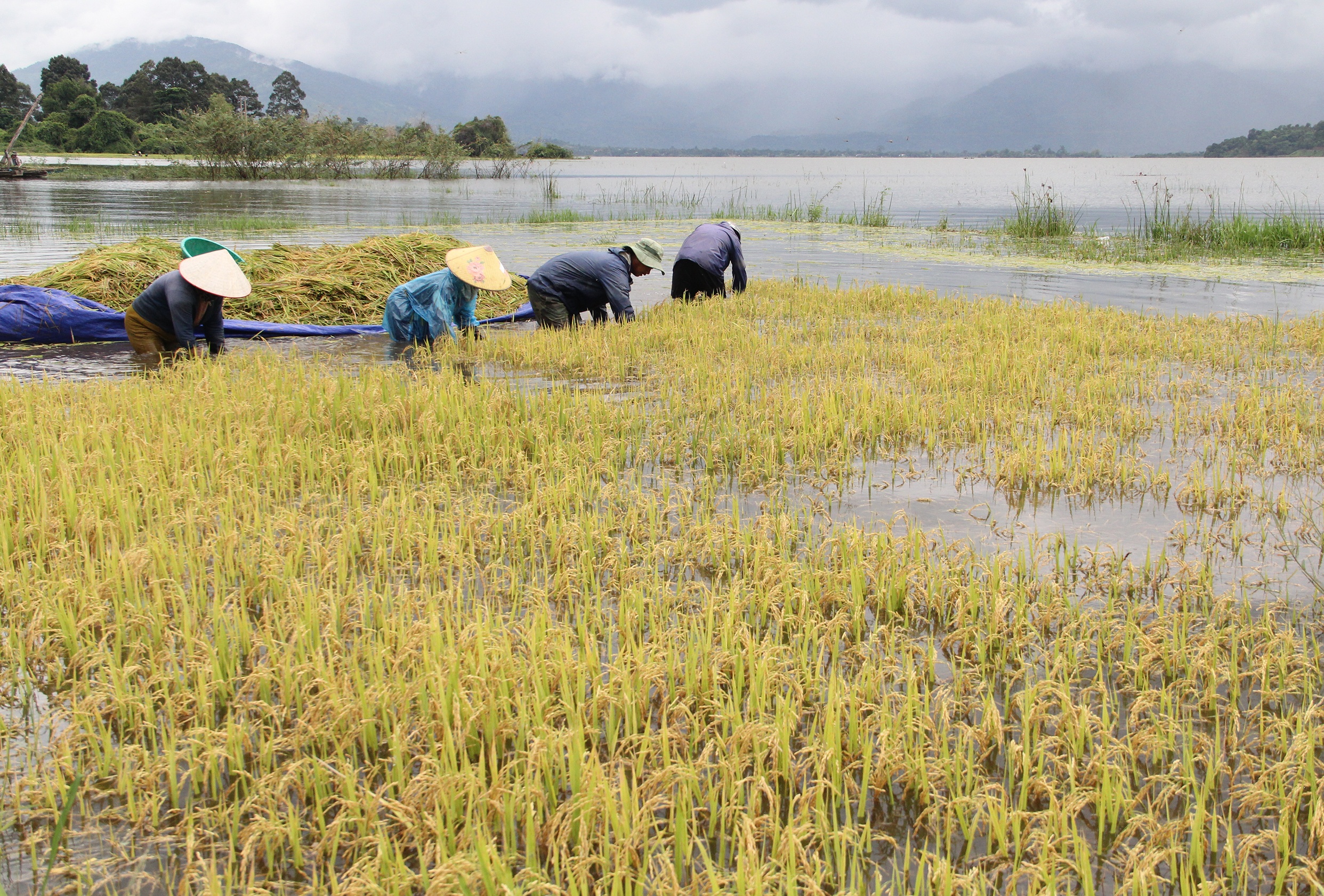 Nguoi dan gat lua non anh 2