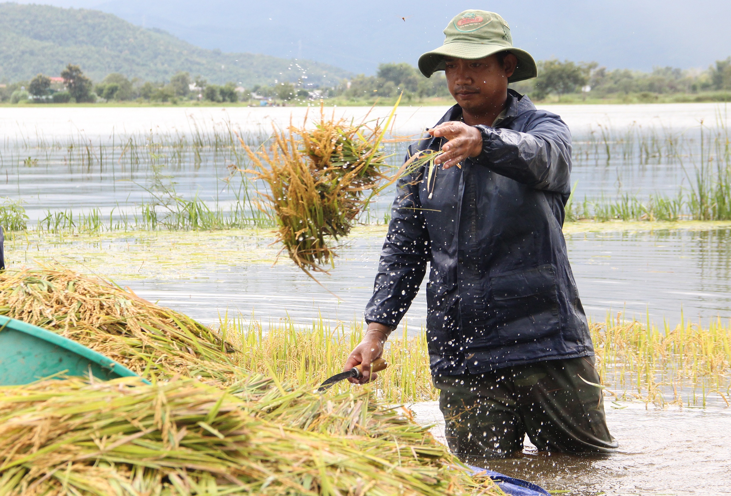 Nguoi dan gat lua non anh 4
