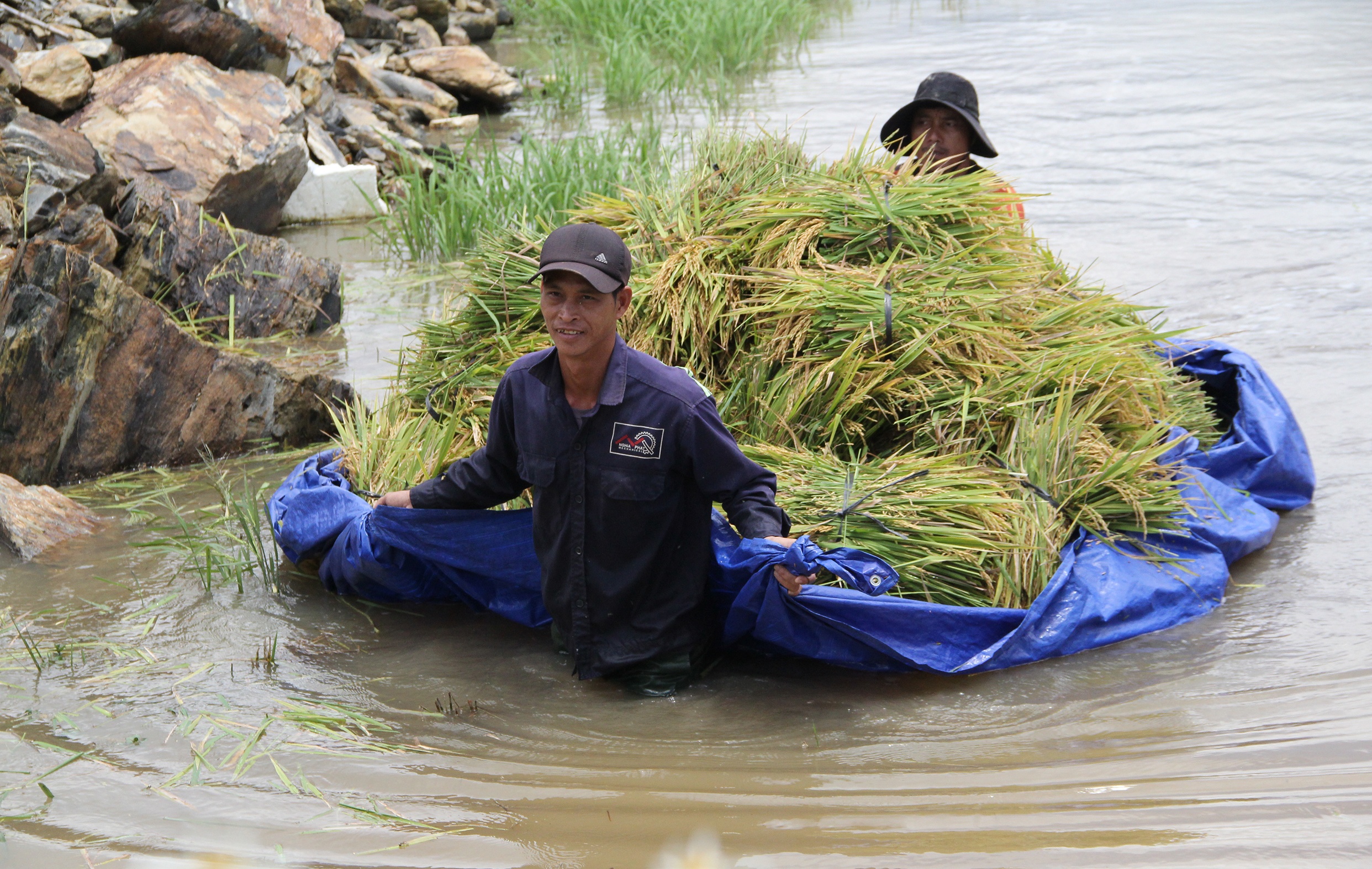 Nguoi dan gat lua non anh 5