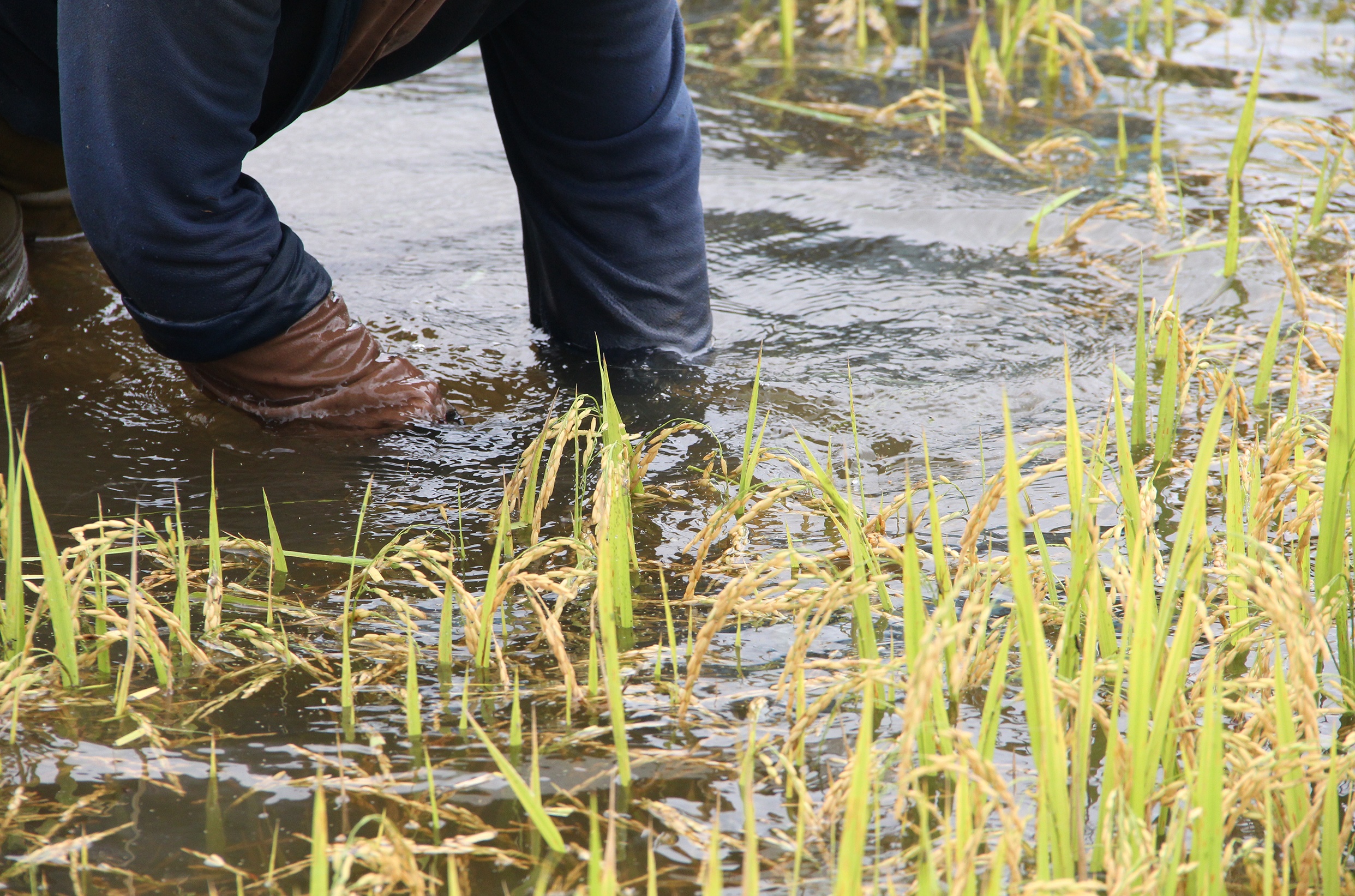 Nguoi dan gat lua non anh 3
