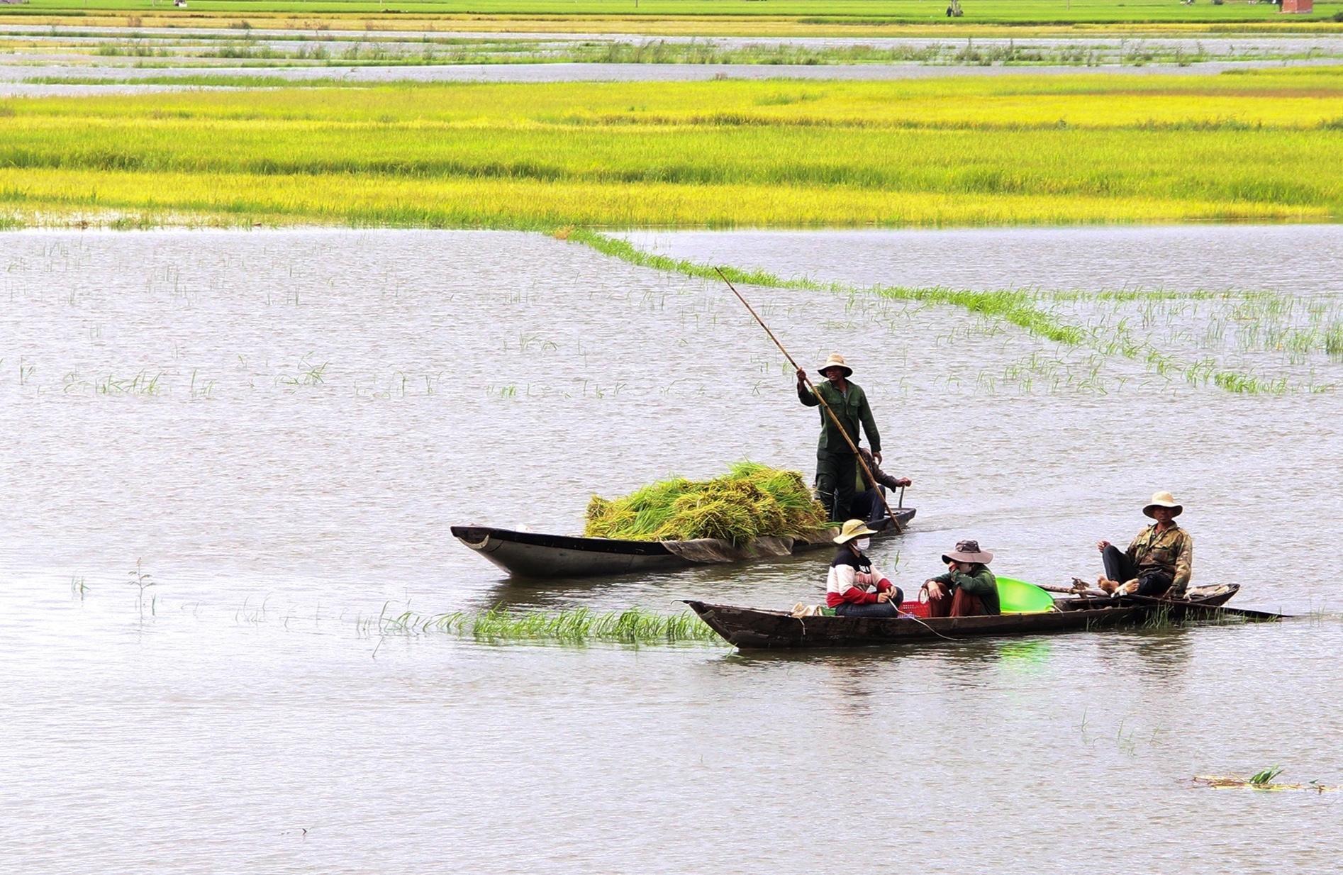 Nguoi dan Tay Nguyen gat lua non chay lu hinh anh