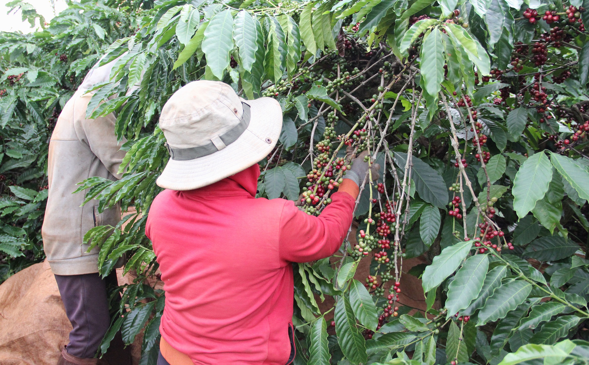 Thieu lao dong hai ca phe anh 2