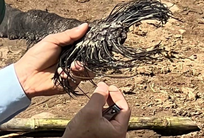 Voi bi bao hanh o Dak Lak anh 2