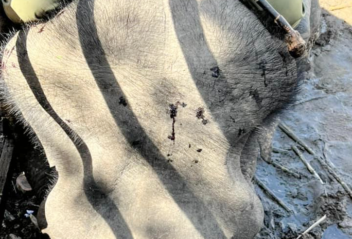 Dau voi bi chay mau do cay dam, khong phai bao hanh? hinh anh