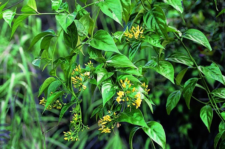 La ngon giet nguoi nhu the nao? hinh anh