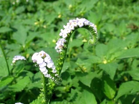 Ngo doc do uong nuoc voi voi co doc to cao hinh anh