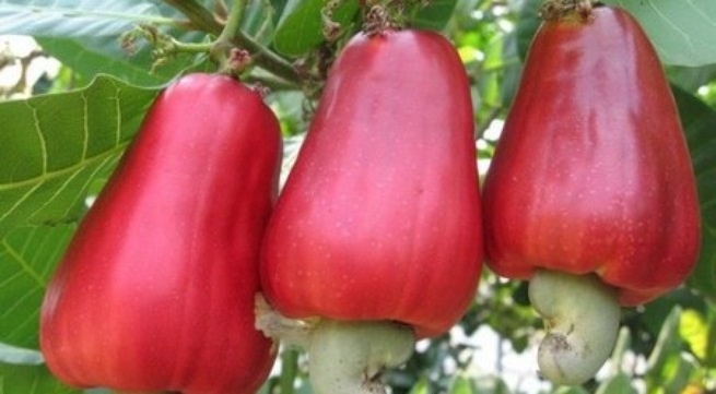 Thuoc diet muoi tu cay co hinh anh