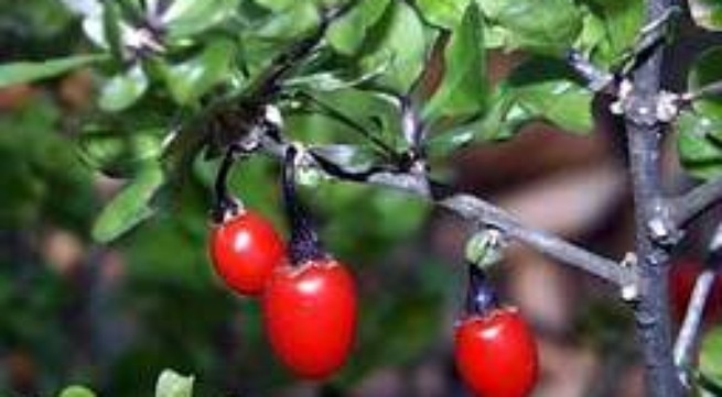 Chung duong hu trong Dong y hinh anh