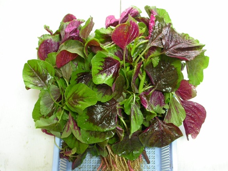 Di tim su that an rau den bi chay den mat hinh anh