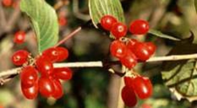 Thuoc co truyen hieu qua voi benh 'kho noi' cua phai dep hinh anh