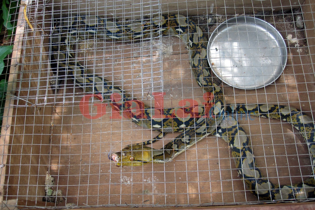 Thit nua va thit tran: Nhung lam tuong tai hai hinh anh