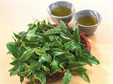 Phong benh tu la che va kinh gioi hinh anh