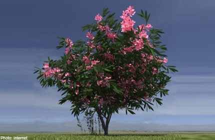 Trúc đào có hoa rất đẹp nhưng lại là loại cây có độc. Ảnh: Asiaone