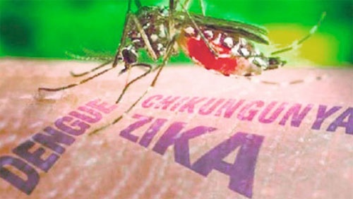 Virus Zika an nao nguoi nguy hiem nhu sot xuat huyet hinh anh