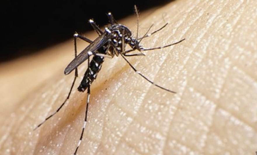 Virus Zika dang lan truyen rat nhanh hinh anh