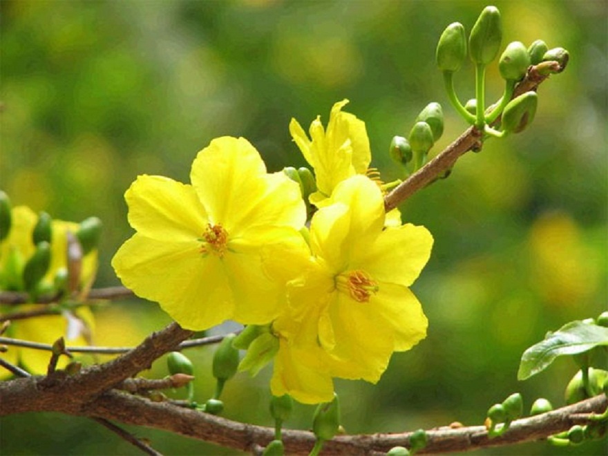 Ngay xuan, noi chuyen hoa mai lam thuoc hinh anh