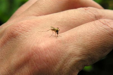 Benh do virus Zika: '80% co the tu khoi' hinh anh