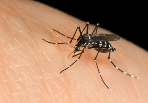 Loai muoi lay truyen virus Zika song o khap Viet Nam hinh anh