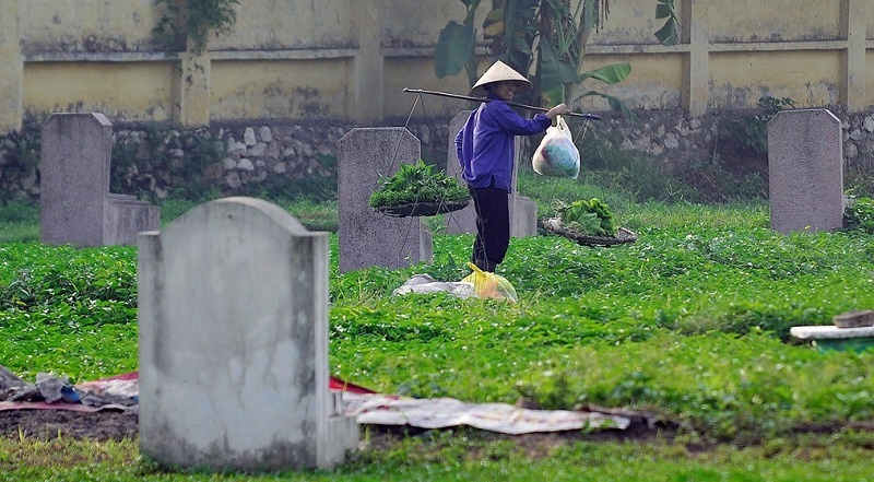 Rau trong tai nghia dia co an duoc khong? hinh anh