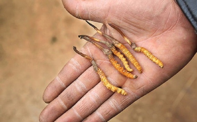 đông trùng hạ thảo ảnh 1 dong trung ha thao anh 1