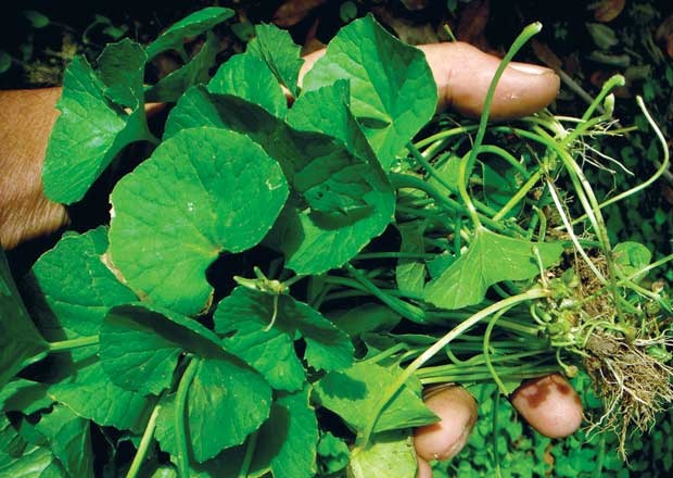 Nhập viện vì uống nước rau má ảnh 1 Nhap vien vi uong nuoc rau ma anh 1