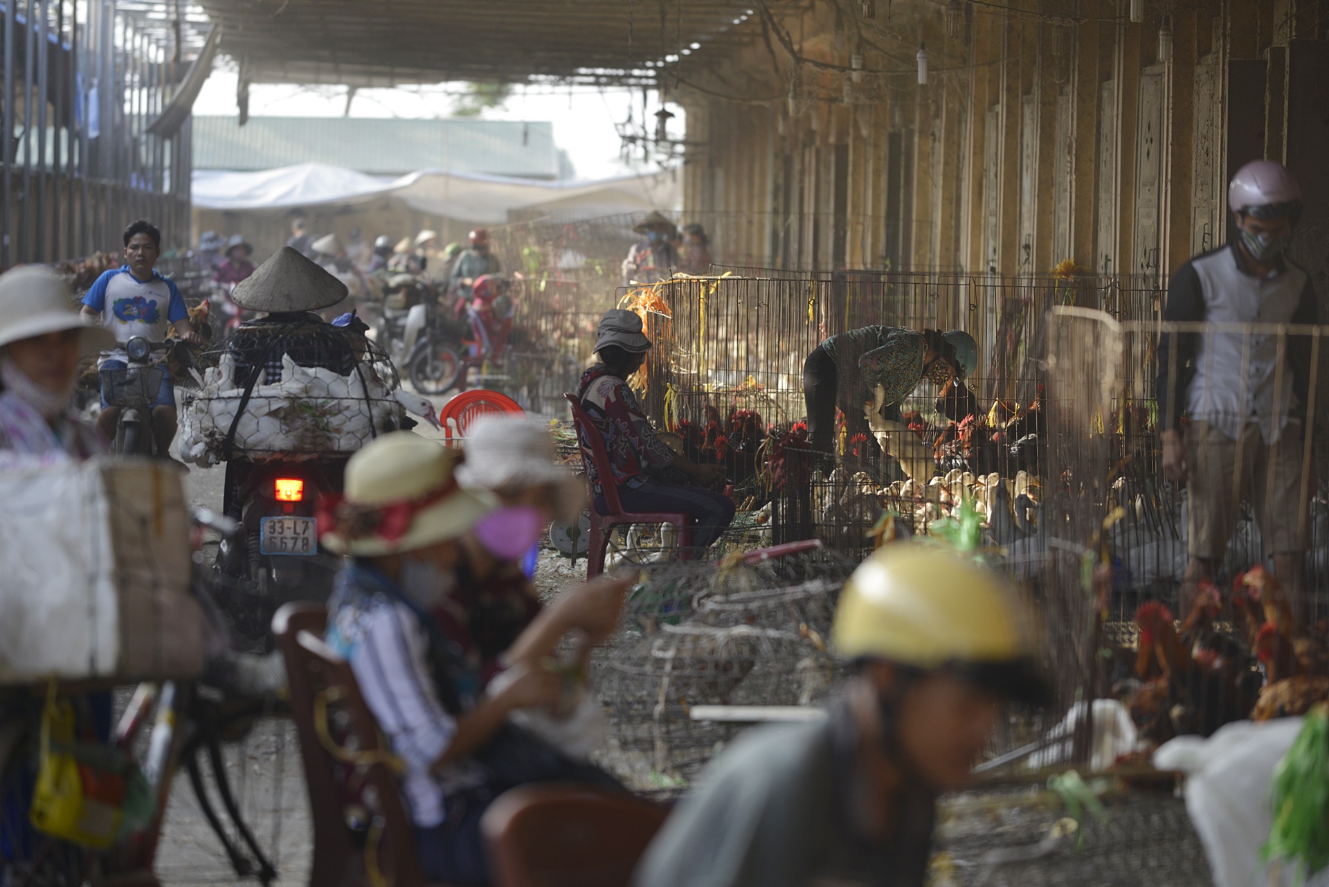 thi sat cho dau moi gia cam lon nhat mien Bac anh 3