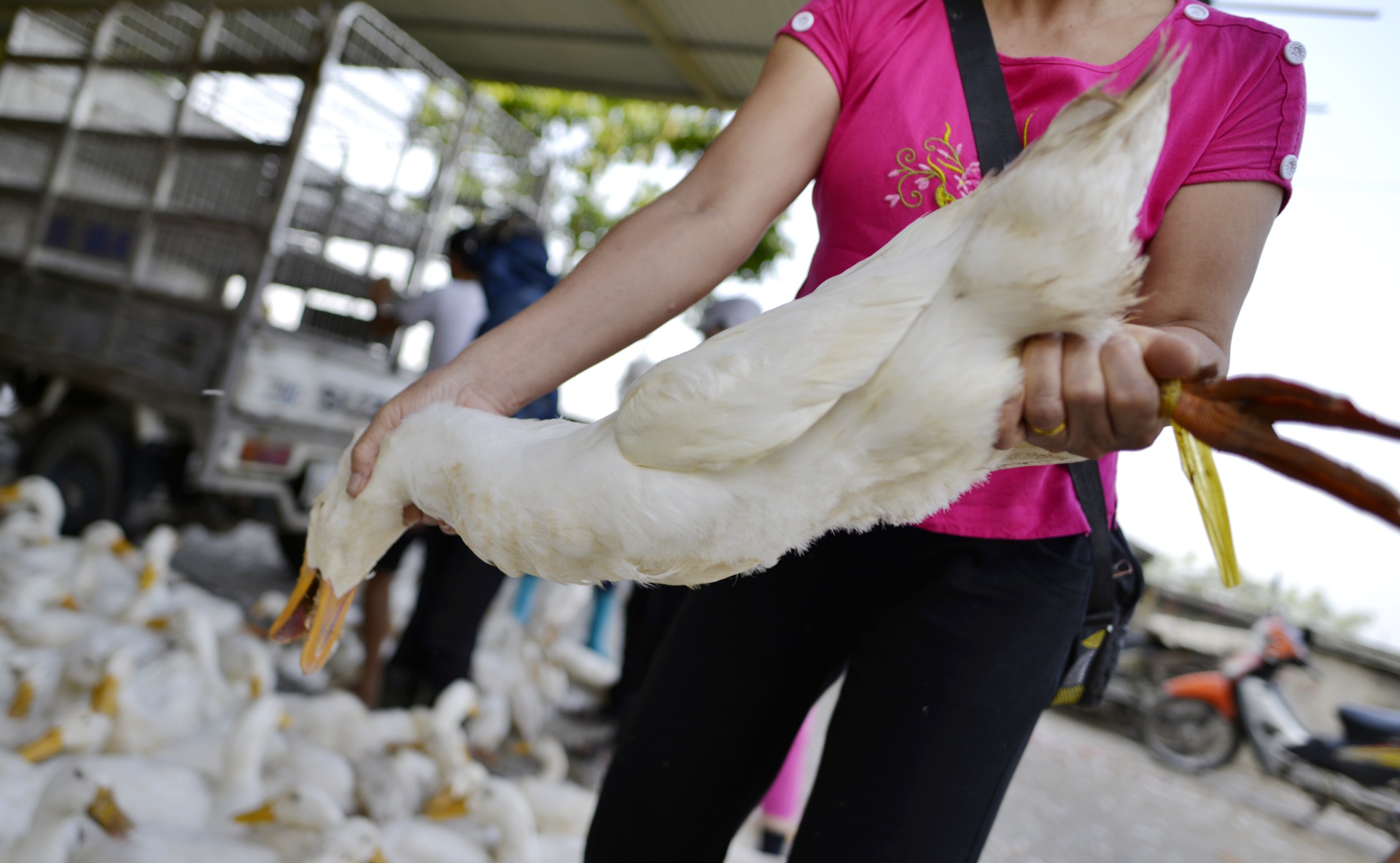 thi sat cho dau moi gia cam lon nhat mien Bac anh 5