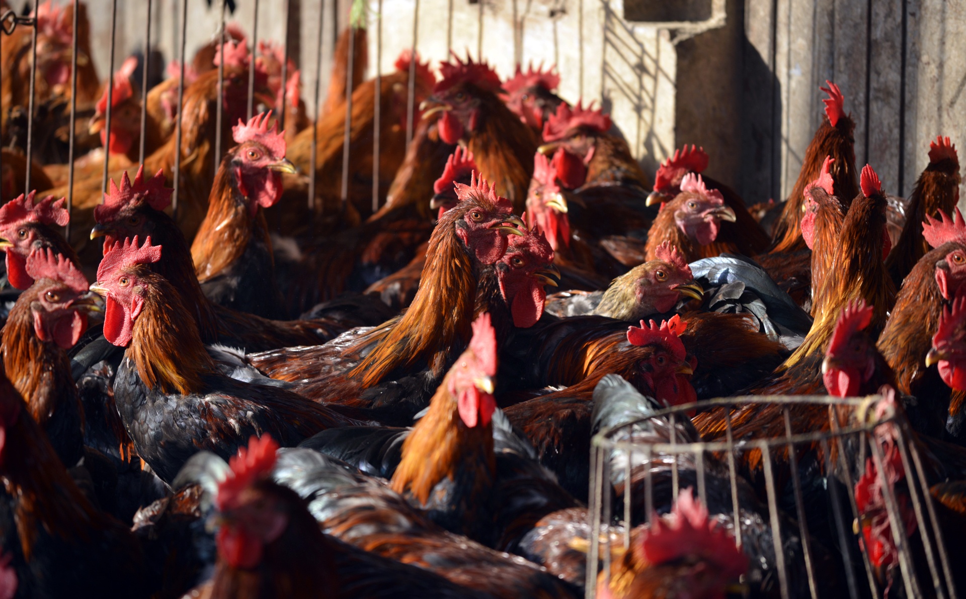 thi sat cho dau moi gia cam lon nhat mien Bac anh 8