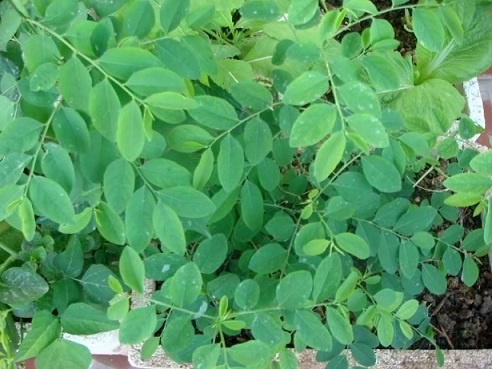 canh rau ngot thit nac anh 1