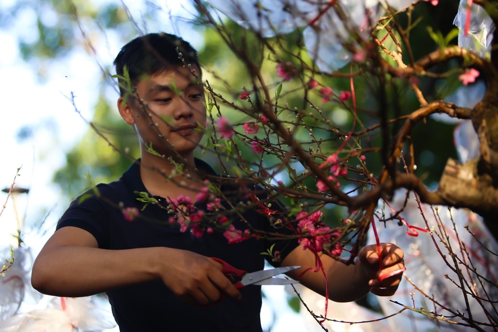 Dat cay canh ngay Tet the nao de khong thieu oxy? hinh anh